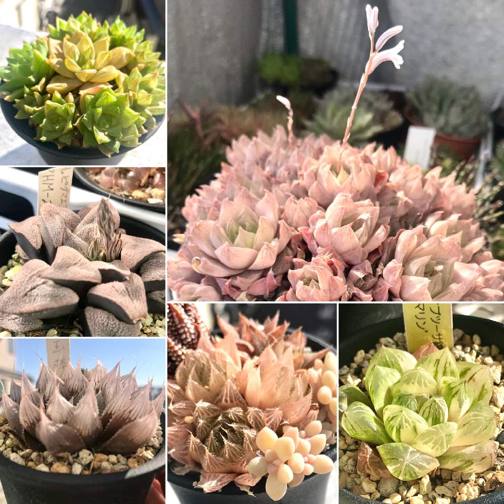 バルコニー/ベランダの画像 by hideさん | バルコニー/ベランダとオトメンズと多肉16同期と多肉植物と多肉男子とHTCとハオルチア属とジジババ同盟とベランダガーデニングと植中毒とタニラーとオブラー党とバルコニスト
