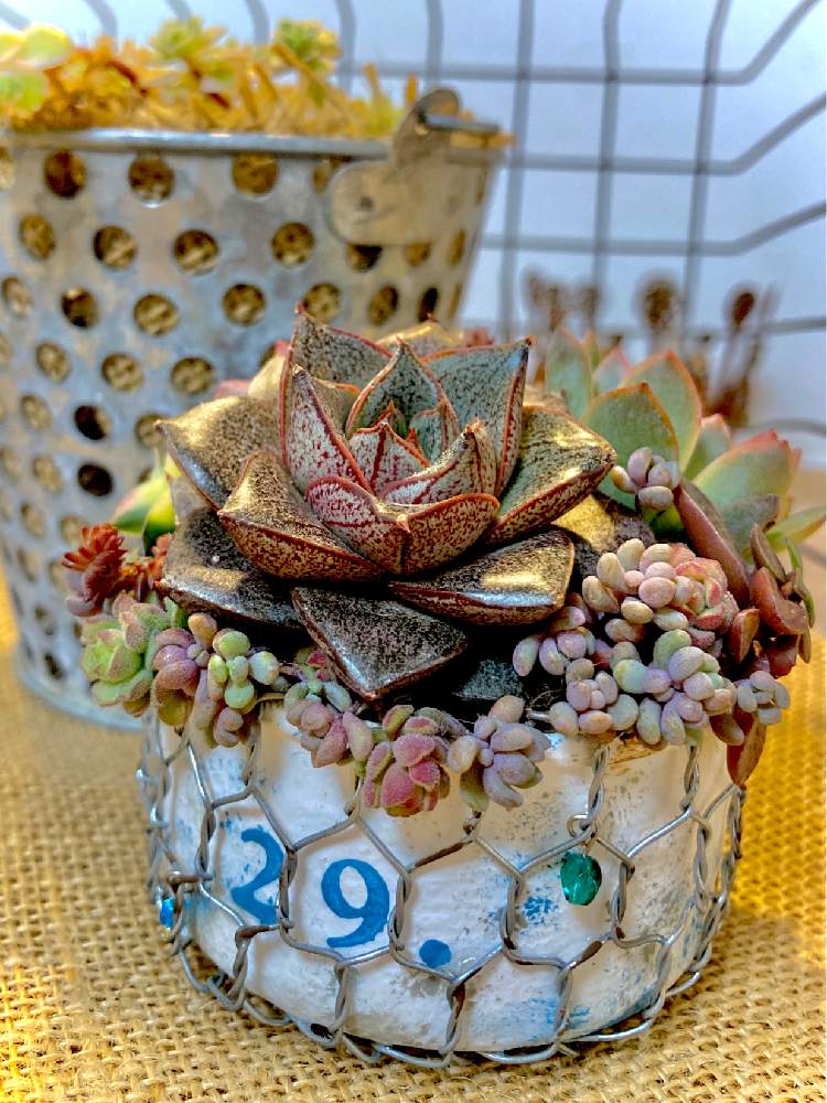 窓辺の画像 by そうはるさん | 窓辺といつも、いいね!ありがとうございます(*´`)♡と多肉植物とリメイクと多肉のある暮らしとコロナに負けるな!と植中毒と今日の一枚とコロナおしりペンペン( ・᷄ὢ・᷅ )と多肉女子と多肉植物とサボテンと多肉寄せ植えと多肉初心者