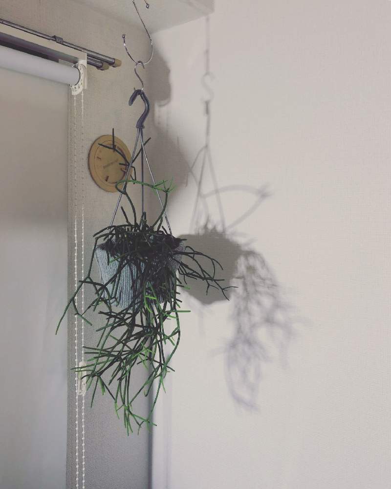 部屋の画像 by TESさん | 部屋とリプサリスとリプサリスネベスアルモンディと100均DIYと観葉植物と植物のある暮らしとグリーンのある暮らしとハンキングとお気に入りの器や花瓶と植物と初めての冬越しと100均リメイクと サボテンとリプサリス属と100均鉢カバーと冬越し初心者と鉢カバーとインテリアグリーンと森のサボテン