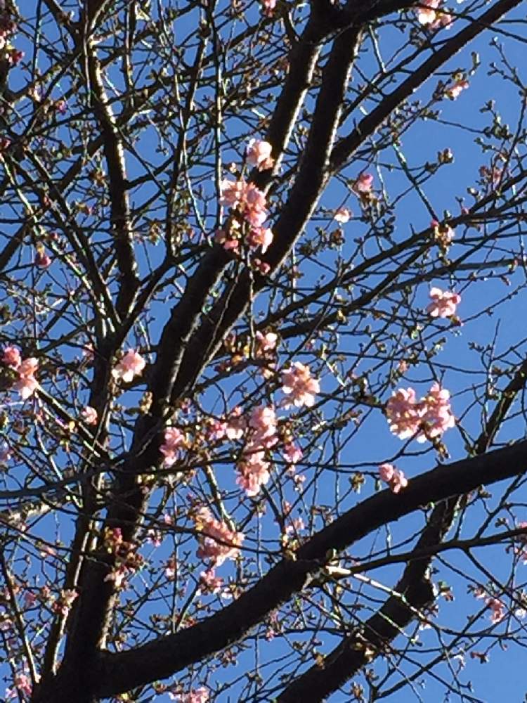 お出かけ先の画像 by さっちゃんさん | お出かけ先と桜 さくらと青空に映えて