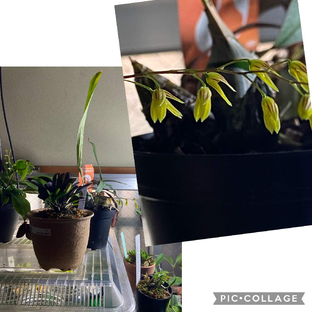 部屋の画像 by テルさん | 部屋とプレウロタリス・グロビーと蘭科植物とプレウロタリス属と着生蘭と変わり蘭と小型蘭