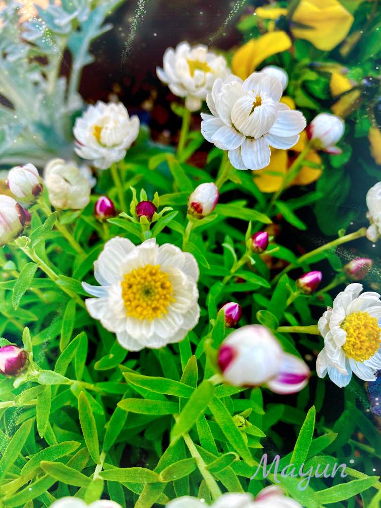 の画像 by マユンさん | 花かんざしと日々のつぶやき