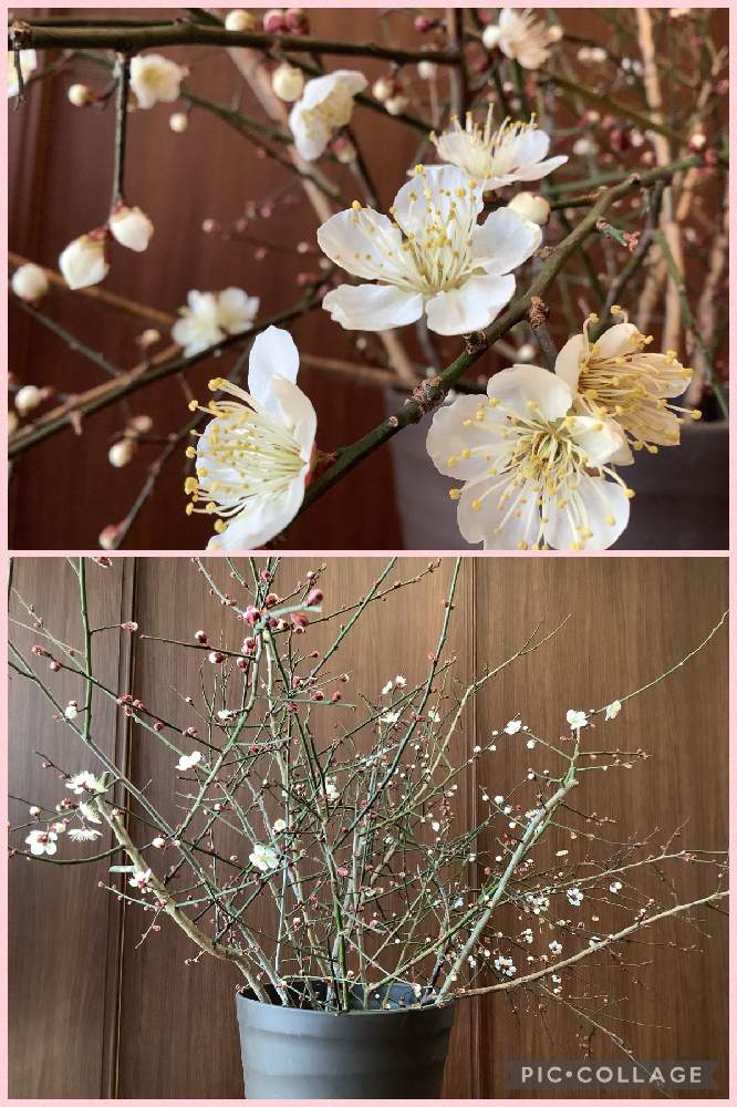 部屋の画像 by Hi〜さん | 部屋とキュンキュン乙女倶楽部と梅の花*と咲きましたと南高梅の花とチーム愛知とキュンキュン乙女No.291