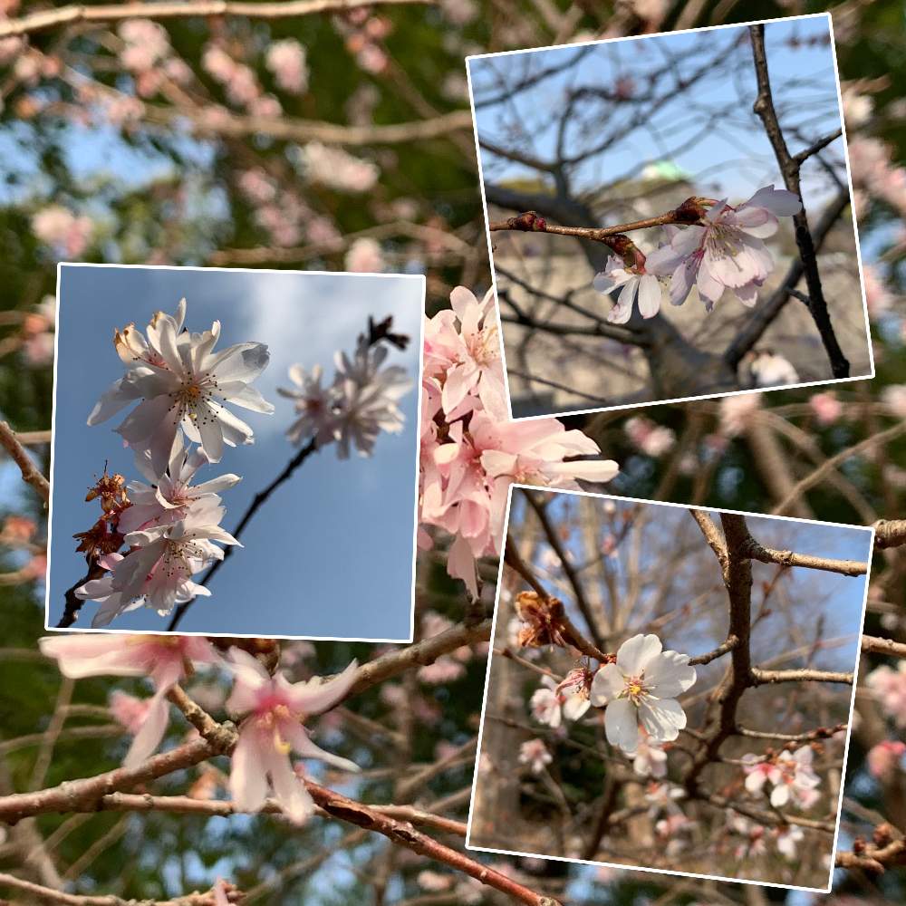 お出かけ先の画像 by Okavangoさん | お出かけ先とサクラと冬桜と十月桜と大阪城公園の四季と春がきた!かもと大坂城と城郭・天守閣と桜・もも・ピンク