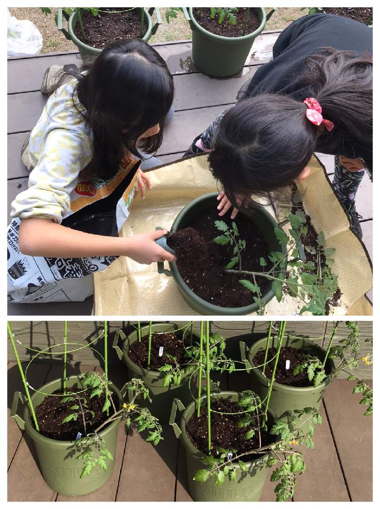 部屋の画像 by ひま*たねさん | 部屋とミニトマトと親子で楽しむとみどりのある暮らしとたねからの幸せと植物のある暮らしと食育と家庭菜園とおうちde菜園とこどもと暮らすと子供と暮らすとおうち園芸と子供と一緒にと家庭菜園初心者とガーデニングと家庭菜園奮闘日記