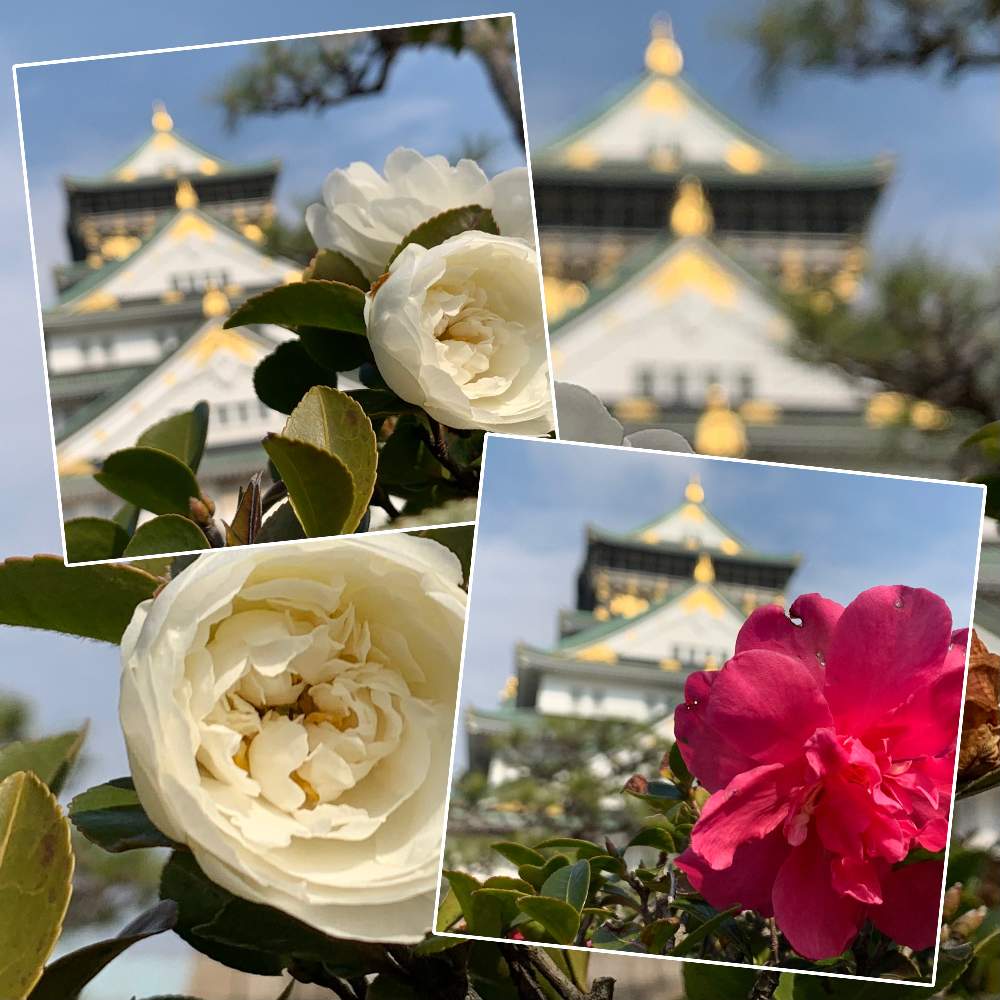 お出かけ先の画像 by Okavangoさん | お出かけ先とサザンカと山茶花(さざんか)と大阪城公園の四季と春がきた!かもと大坂城と紅白・JAPANと城郭・天守閣と毎度!おおさかともしかして春
