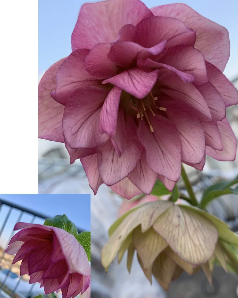バルコニー/ベランダの画像 by moguさん | バルコニー/ベランダと早春の華やぎとクリスマスローズ鉢植えと早春の出会い❗️とクリスマスローズ・ダブルと元気をありがとうとバラと夢CLUBと美しい花達と医療従事者に感謝と緊急事態発令中とGreenのある暮らし♪