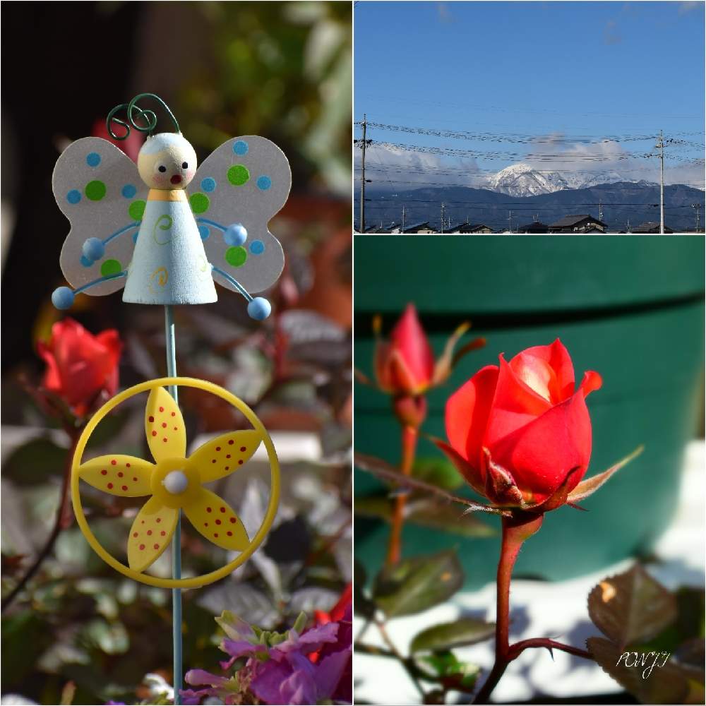 の画像 by PONJIさん | Myアルバムと伊吹山愛好家友の会とイマソラとばら バラ 薔薇とお気に入りと新型コロナウィルスに負けるなと春よ来い、早く来いとチーム岐阜と庭の番人とコロナに負けるな!とがんばろう1.17といまそらと医療関係者に感謝‼️としあわせ運べるようにと九州の皆さんにエールを♪と㊗️じゅんさん2500picと花のある暮らしと被災地にエールを…。