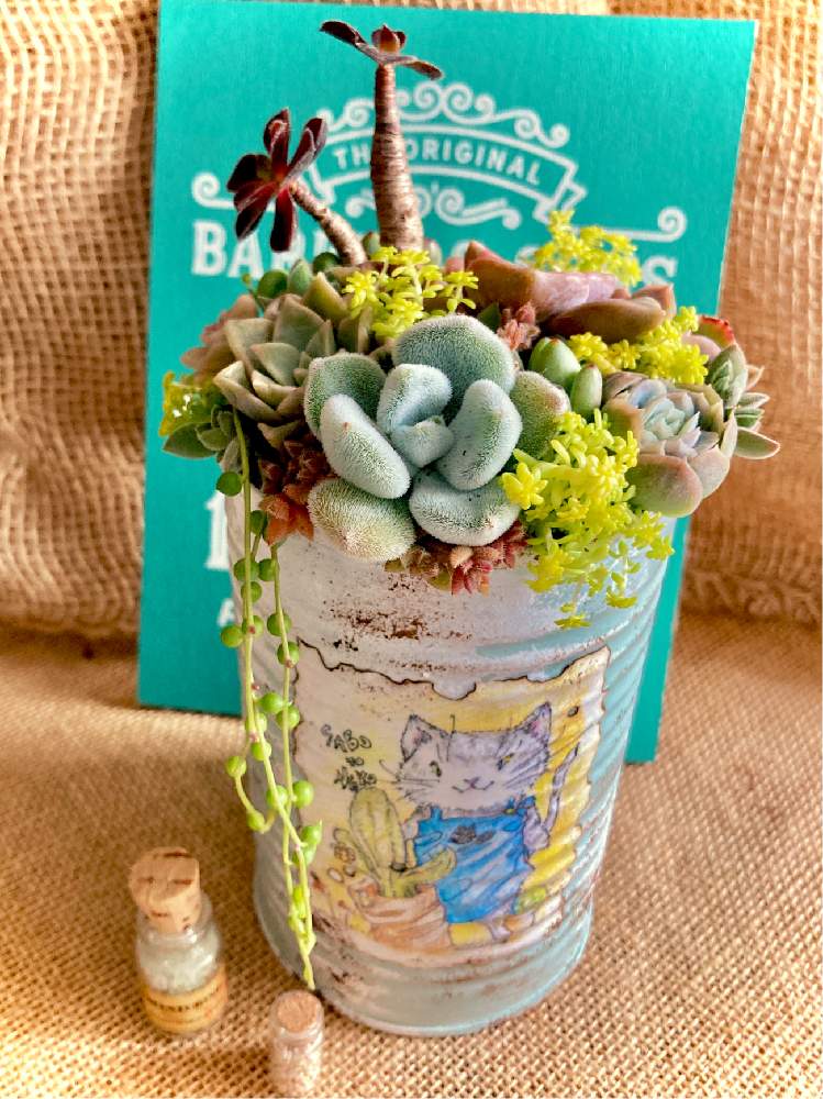 窓辺の画像 by そうはるさん | 窓辺といつも、いいね!ありがとうございます(*´`)♡と多肉植物とリメイクと多肉のある暮らしとコロナに負けるな!と植中毒と今日の一枚とコロナおしりペンペン( ・᷄ὢ・᷅ )と多肉女子と多肉植物とサボテンと多肉寄せ植えとネックレスの日と多肉初心者