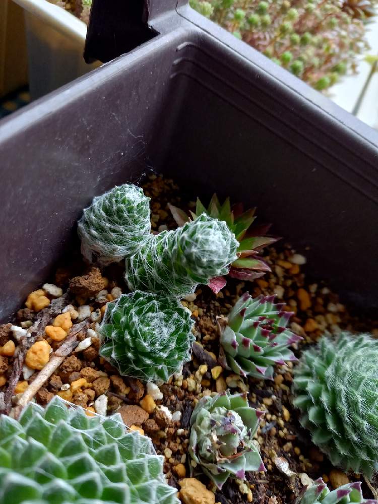 部屋の画像 by ひよこ先生さん | 部屋とセンペルビウムと多肉植物と岩手県とプランターとセンペルビウム属と多肉女子と徒長と多肉寄せ植え