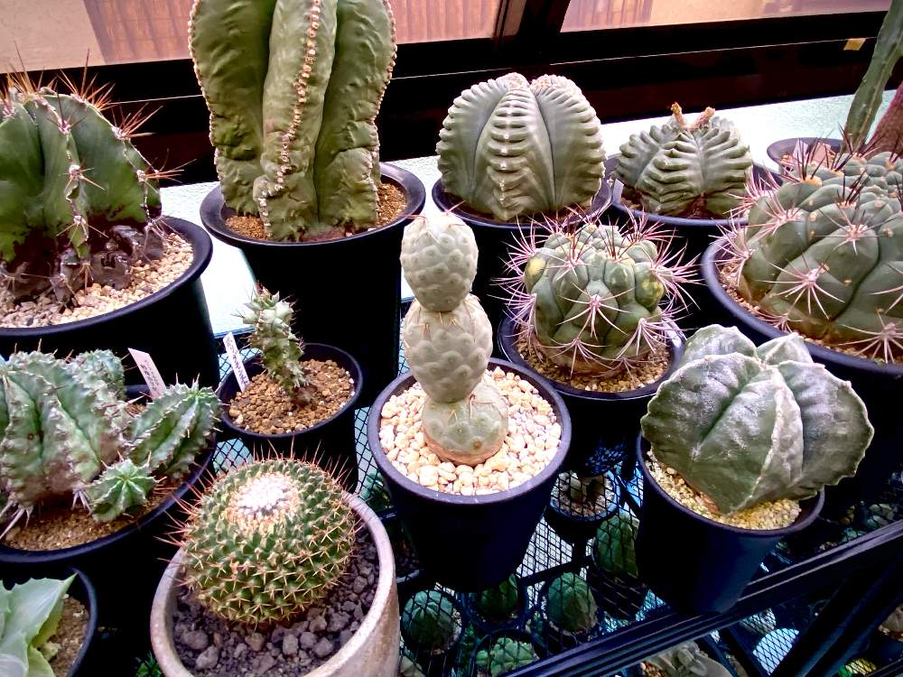 部屋の画像 by マーロンさん | 部屋と紅葉ランポーと植物のある暮らしとサボテン新天地錦とサボテン ・新天地とホリダ・モンスト.とでっかいサボテンとユーホルビア ホリダと紅葉碧瑠璃と紅葉 ランポーと サボテンと多肉植物とサボテンとテフロカクタス•ゲオメトリクスと亀甲ヘキルリ