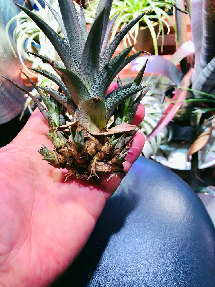 部屋の画像 by 月面旅行さん | 部屋と植物のある暮らしとブロメリア亜科とブロメリア科とおうち園芸とアナナス属