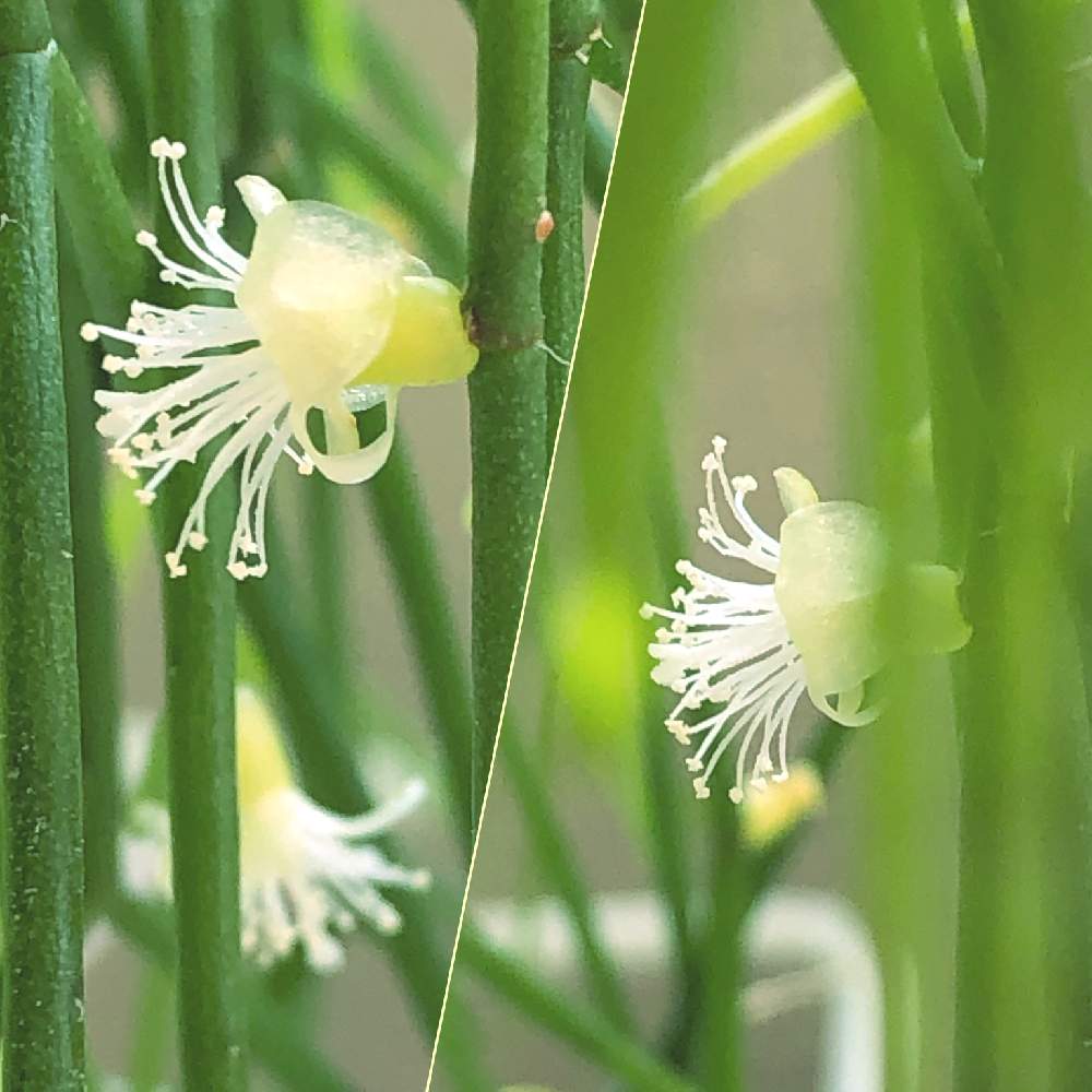 の画像 by ぽ〜め〜ままさん | リプサリスと多肉植物と皆様にありがとう♡と♡優しさに感謝♡とがんに負けるな!と(ㅅ˘˘)♡*.+゜感謝♡とおうち園芸とダイスキ♡( 〃 ❛ᴗ❛ 〃 )♡と♡ 綺麗 ♡と✧︎iPhone8撮影✧︎とだ〜い好き⁂と諒音!頑張って!!と医療現場の人々に感謝と♡私の癒しと花のある暮らしとღ㋔㋡㋕㋹㋚㋮ღと✩.*˚願い☆。.:*・゜と❤️ 感謝 ❤️とお願いします(>人<;)とコロナ現場医師の悲痛な叫びと♡美しい♡