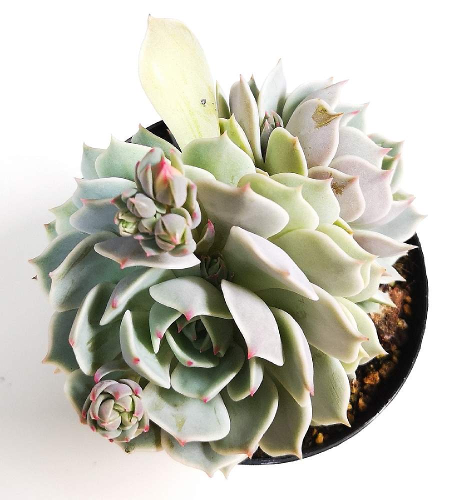 寝室の画像 by eyeさん | 寝室とローラとEcheveria 'Lola'と八ヶ岳 GREEN ROOMとブロメリア・ギフ.と☆eye☆エケベリア属と☆eye☆緑タグ GREEN ROOMとローラ✨と八ヶ岳育ち多肉植物 eARTHコレクション・3.5号と富士見市とBROMELIA GIFUとエケベリア属とEcheveria 'Lola'とEpic Gardeningとリラシナ ×
静夜とDick WrightとGREEN ROOMと☆eye☆交配種と☆eye☆ら行と☆eye☆ふるさと納税・GREEN ROOM