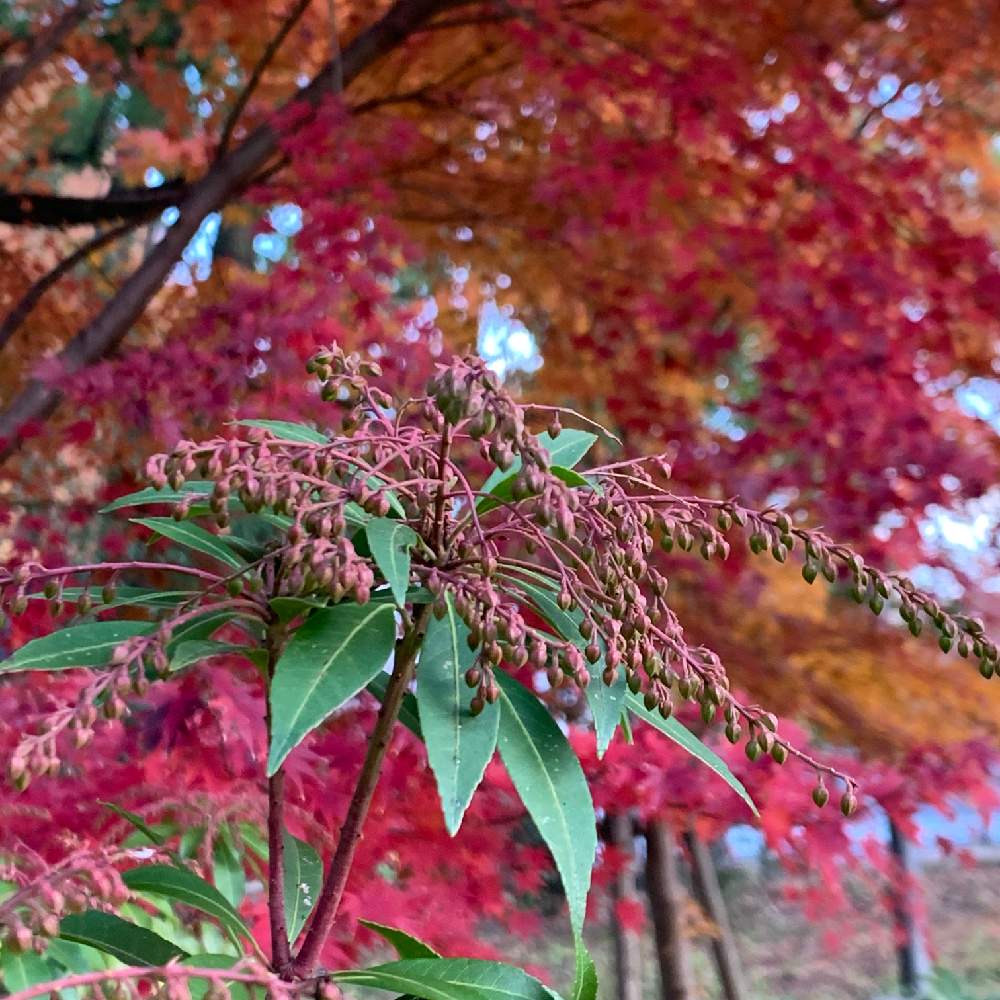 お出かけ先の画像 by Okavangoさん | お出かけ先と紅葉と馬酔木(あせび・あしび)とモミジとアセビと赤・紅・あか・レッドと大阪城公園の四季とザ・カラフル!