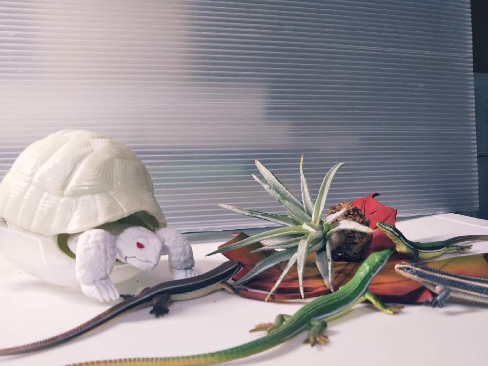 部屋の画像 by KELO-GUさん | 部屋と着生植物と観葉植物と植物のある暮らしとGS映えとひやみかち首里城!とおうち園芸と植中毒とエアプランツ ハリシーと珍奇植物と植物に男前なんてないとT. ハリシーとエアープランツ/チランジア