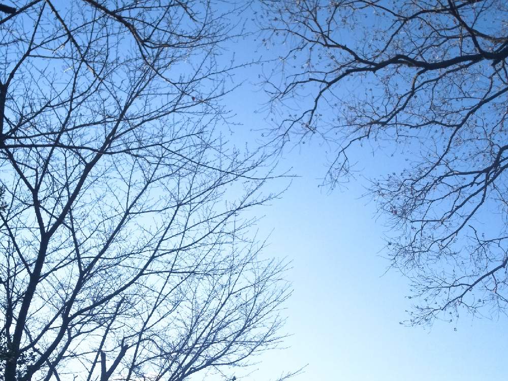 お出かけ先の画像 by 陽だまりの中で……(プロフ読んで下さいね)さん | お出かけ先とナンキンハゼ❁❀と木のある風景と空を……☆★☆と雲仲間