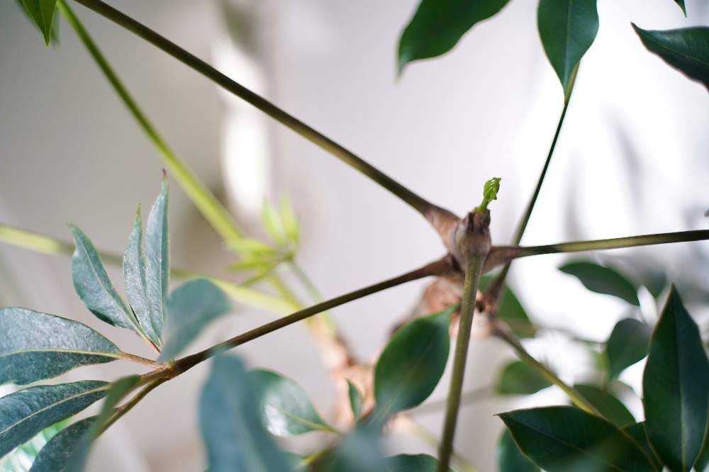 インテリアの画像 by ironihsoyさん | インテリアとツピタンサスとLEITZ WETZLAR SUMMICRON 50mm F2