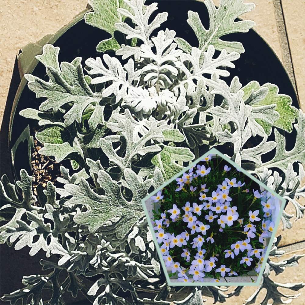 の画像 by なおみ♥さん | シロタエギクとヒナソウと嬉しいとお花が可愛いとコロナおしりペンペン( ・᷄ὢ・᷅ )とコロナ消えろ‼ビーム‼