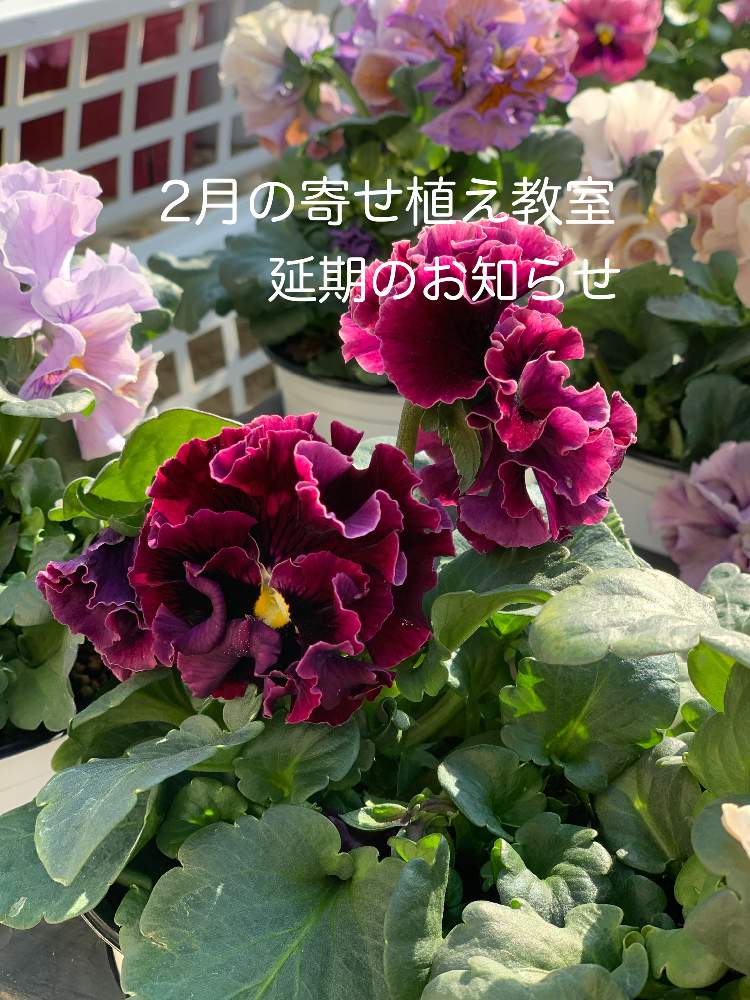 小さな庭の画像 by 有限会社相武ガーデンさん | 小さな庭と多肉植物と観葉植物と植物のある暮らしとハンギングバスケットとドライフラワーと寄せ植えとスワッグとギャザリストと生花とギャザリングとリースとプリザーブドフラワーアレンジと苔玉と花屋と花のある暮らしと花束