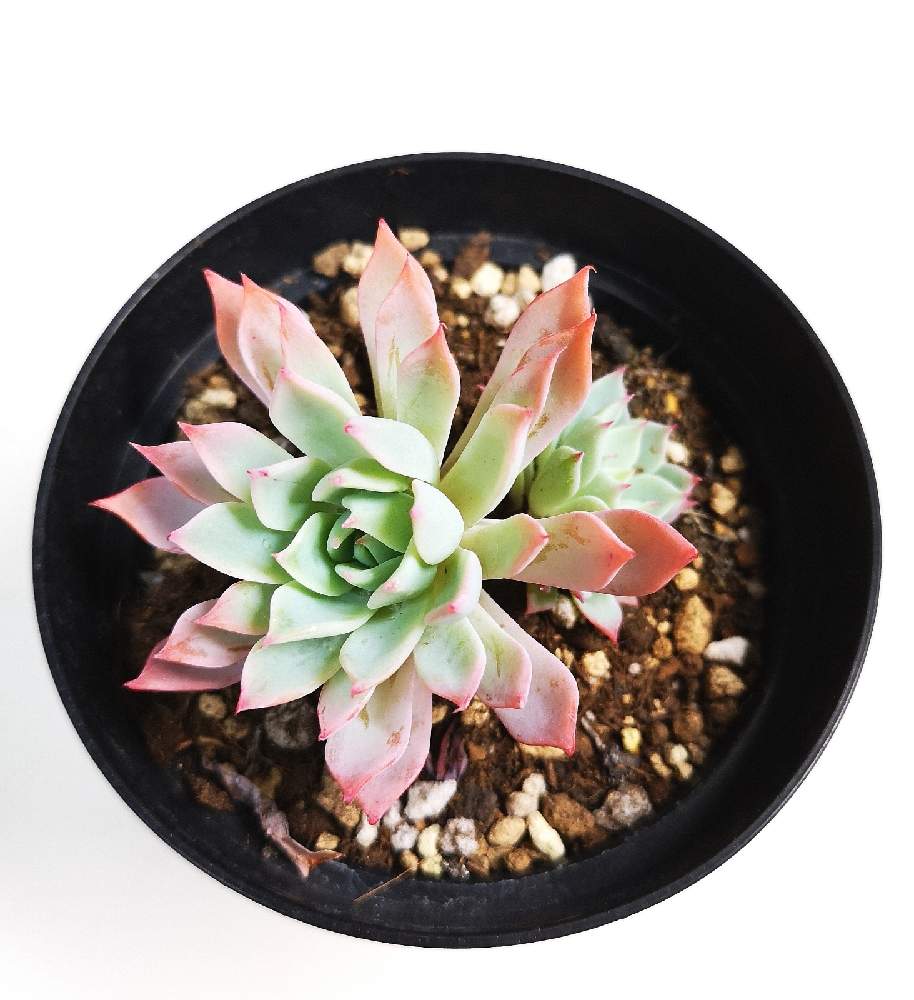 バルコニー/ベランダの画像 by eyeさん | バルコニー/ベランダとキロフとEcheveria 'Kirov'と八ヶ岳 GREEN ROOMとEcheveria 'Kirov'とブロメリア・ギフ.と☆eye☆エケベリア属と☆eye☆緑タグ GREEN ROOMと☆eye☆か行とICNとAltman Plantsとキーロフ.と八ヶ岳育ち多肉植物 eARTHコレクション・3.5号とレニー・オコンネルと富士見市とBROMELIA GIFUとエケベリア キロフとキロフ.とGREEN ROOMと☆eye☆ふるさと納税・GREEN ROOMとRenee O'ConnellとICN(国際ベンケイソウ科ネットワーク)