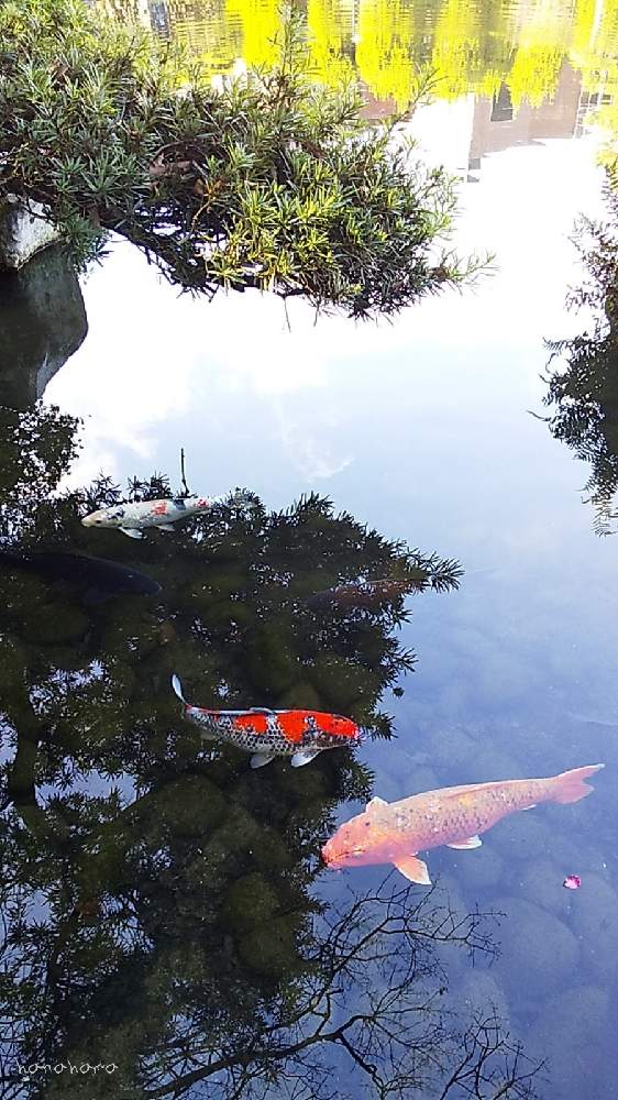 の画像 by hanahamaさん | 五葉松と癒しと花のある生活と水辺の水曜日と感謝と祈りと生き物と花生活と久留米 石橋文化センターと石橋分化センター❀h