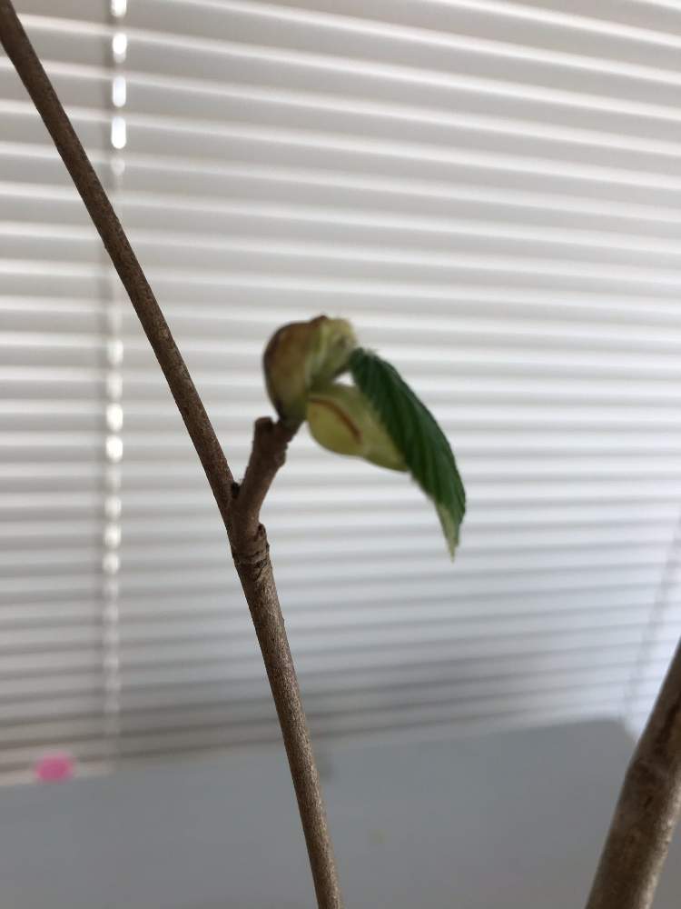 インテリアの画像 by cocoママさん | インテリアと彩植健美と植物大好きとトサミズキ♡と目の保養...♪*゚と生命力に感動❣️
