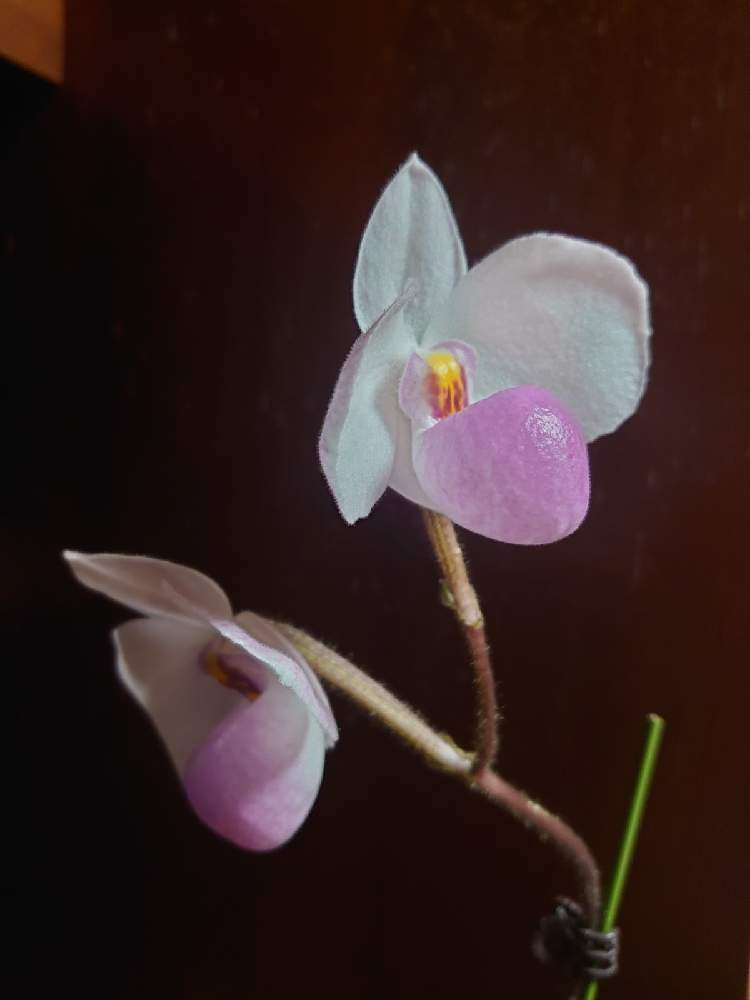 窓辺の画像 by Yoshiさん | 窓辺とPaphiopedilum delenatiiとパフィオペディラム デレナティーとラン科とパフィオぺディラム属と洋らんとパフィオペディラム原種と原種と洋らん 原種と地生ラン