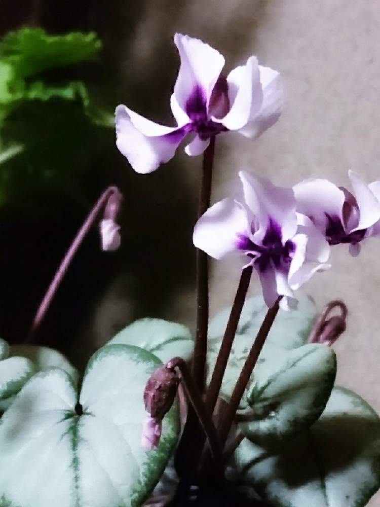 玄関の画像 by あさがおさん | 玄関と2月の花と鉢植えの花と玄関でお出迎えと花いっぱい!と原種シクラメン コームとおうち園芸と玄関の中と花を楽しむと2021と原種シクラメンの魅力