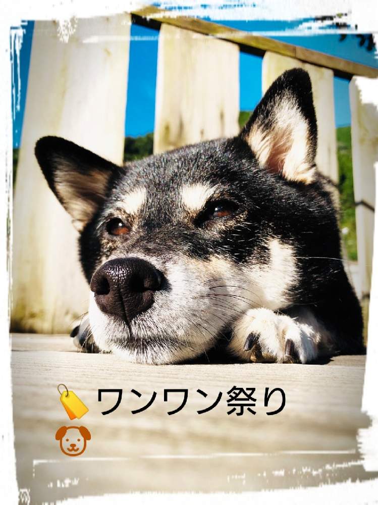テラスの画像 by chocoさん | テラスとバレンタインデーがチョコのバースデー♡といつもありがとう♡と愛犬と2月と良い天気☀