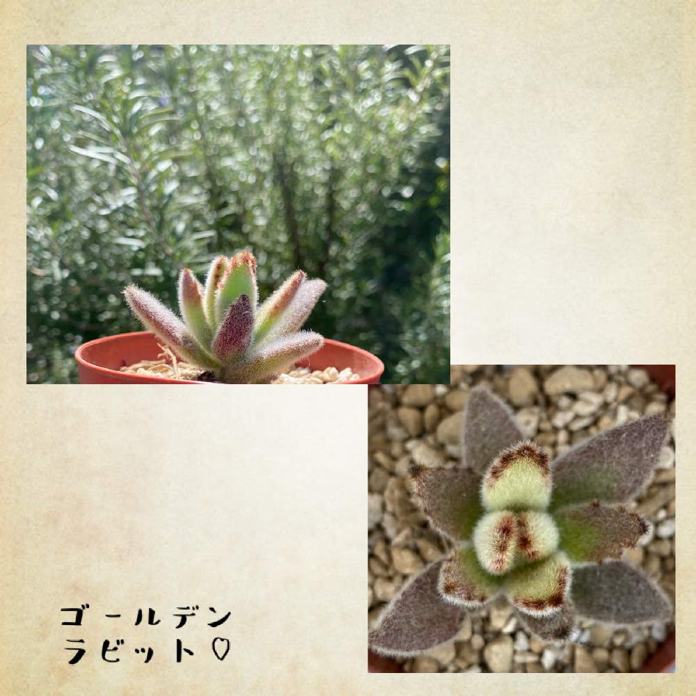 小さな庭の画像 by 拓海さん | 小さな庭と多肉植物初心者と多肉植物とウサ耳祭りと楽しいこと見つけようと多肉植物のある暮らしと植物に感謝と拓海家の多肉ファミリー♡と多肉好きとカランコエ属と ゴールデンラビット