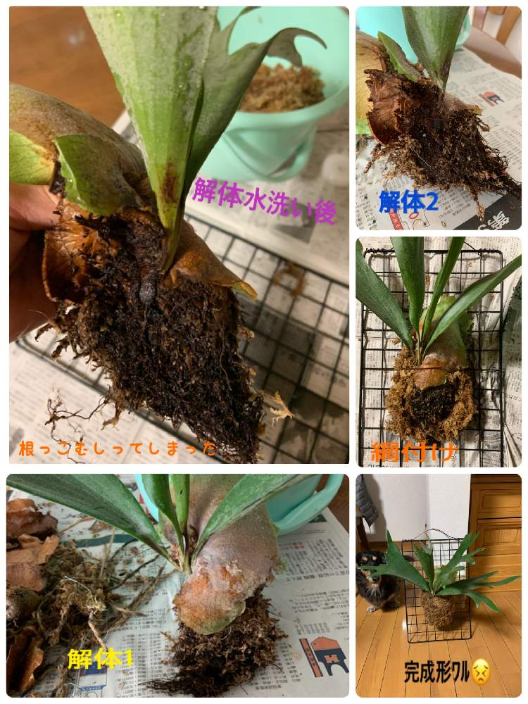部屋の画像 by みどりさん | 部屋とビカクシダ ネザーランドとヒヤシンスの芽と観葉植物と陶器お雛様とビカクシダのある暮らしとクレマチスのある暮らしとドライフラワー スワッグとクレマチス♬とおうち園芸と趣味の園芸♡とビカクシダ初心者とセルリア カルメンと我が家のわんこと陶器お雛様♪とネイティブフラワーとクリスマスローズ❤︎とアボカド水耕栽培