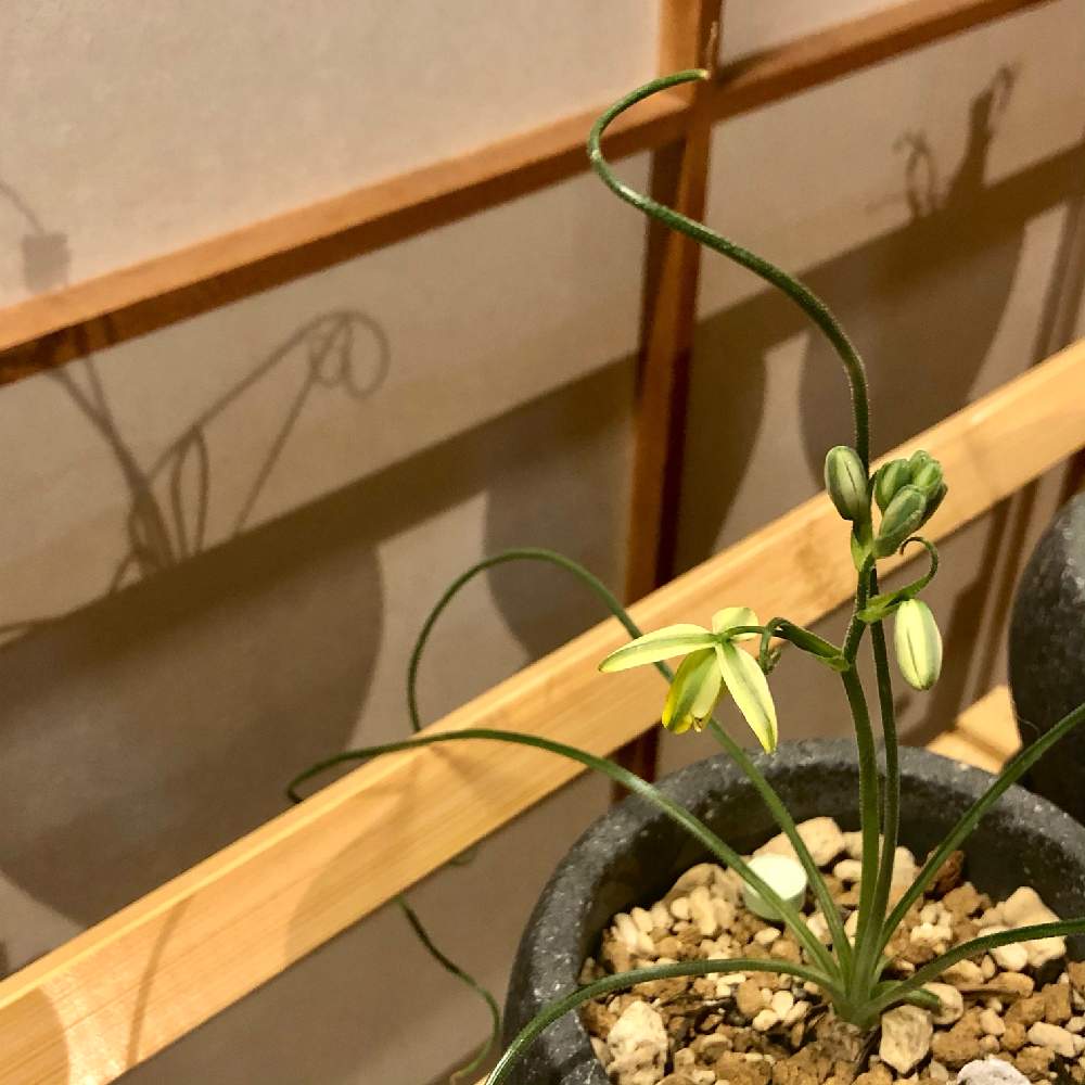 部屋の画像 by seridescentさん | 部屋とアルブカ スピラリスと多肉植物と元気に育ちますようにとおつかれさまとアルブカ属とにょきにょきとおうち園芸と自然美と咲くといいなとケープバルブとわくわく楽しみ