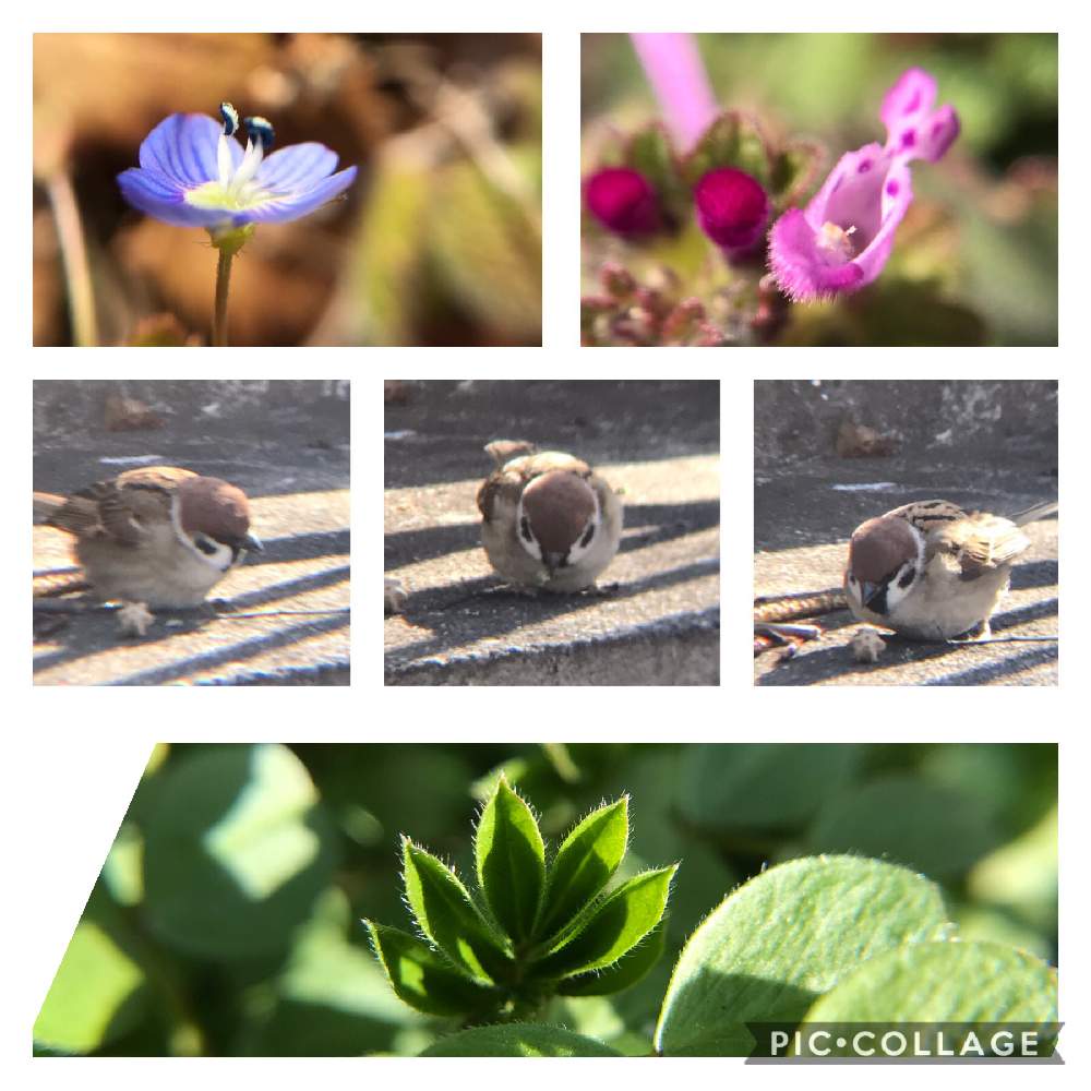 の画像 by ひろさん | 雑草図鑑と医療・介護の皆様に感謝と春見っけた❗️と野草・雑草だって可愛いとGSのみなさんに感謝♡と森のおひな祭りと森のがっこうと森の負けないぞ❗️