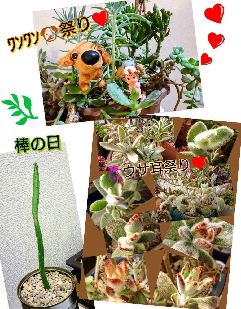 バルコニー/ベランダの画像 by のりっぺさん | バルコニー/ベランダとカランコエ テディベアとカランコエ ジャイアントラビットとカランコエ 姫月兎耳とセネシオ 美空の鉾とカランコエ 星兎耳とクラッスラ ゴーラムとカランコエ 草原の兎とカランコエ エレガンスとカランコエ ブラウンバニーとカランコエ アンゴラウサギとオンコクラータとウサ耳祭りと素敵便♥️と今を乗切るぞ!と棒の日とおかかさん's 多肉さん♥️とワンワン祭りと多肉ちゃん初心者ときのこさん素敵便♥️とハングリーキングさん's ワンちゃんモデルQp♥️と楽しい園芸o(^o^)oとバルコニストと春よ~来い♥️