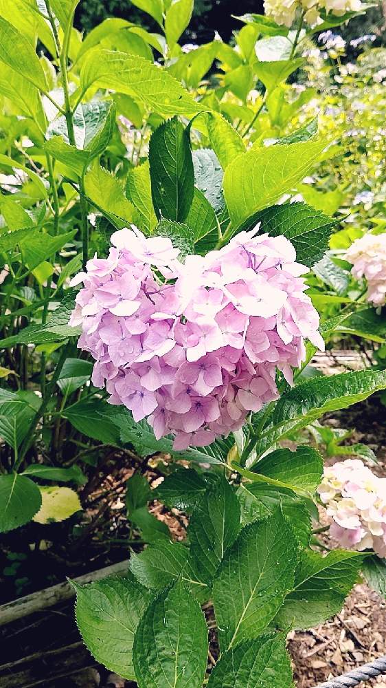 お出かけ先の画像 by 桃ばあさん | お出かけ先とアジサイとハート型とハートの紫陽花