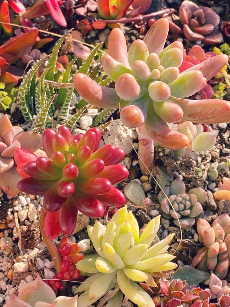 の画像 by あややさん | 虹の玉と恋心と十二の巻と樹氷と多肉植物と多肉大好きと多肉のある暮らしとおうち園芸と多肉花壇とガーデニングと多肉初心者