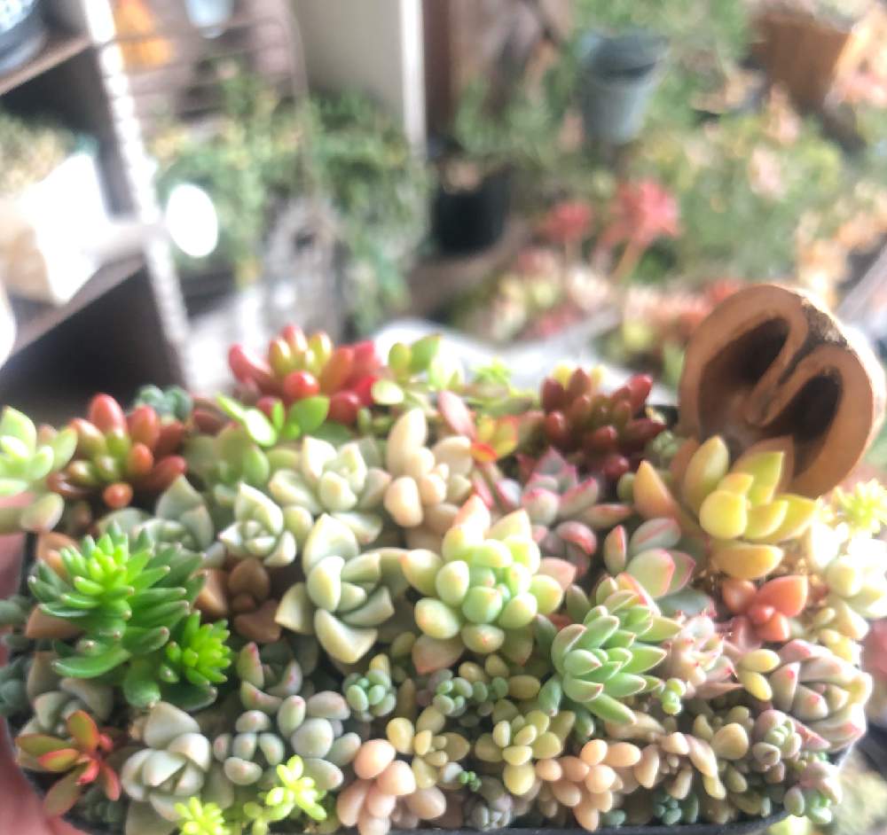 バルコニー/ベランダの画像 by REI015さん | バルコニー/ベランダと多肉植物初心者と多肉植物と多肉大好きと寄せ植えと紅葉する多肉と多肉植物寄せ植えと多肉植物のある暮らしと緑のある暮らしと多肉女子とタニラーとガーデニングと花のある暮らしとリメイク缶と多肉寄せ植えと葉挿しと多肉初心者とちまちま寄せ