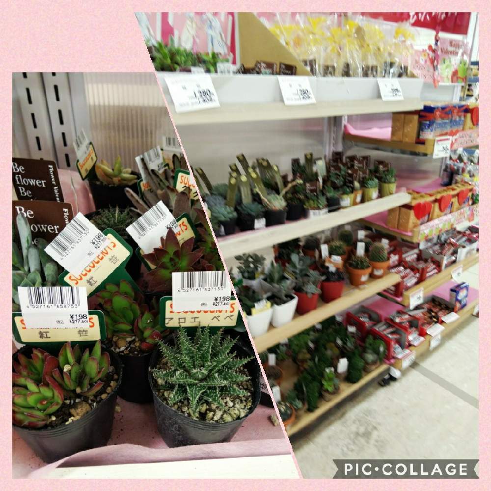の画像 by ふわりさん | 多肉植物と不思議とバレンタイン