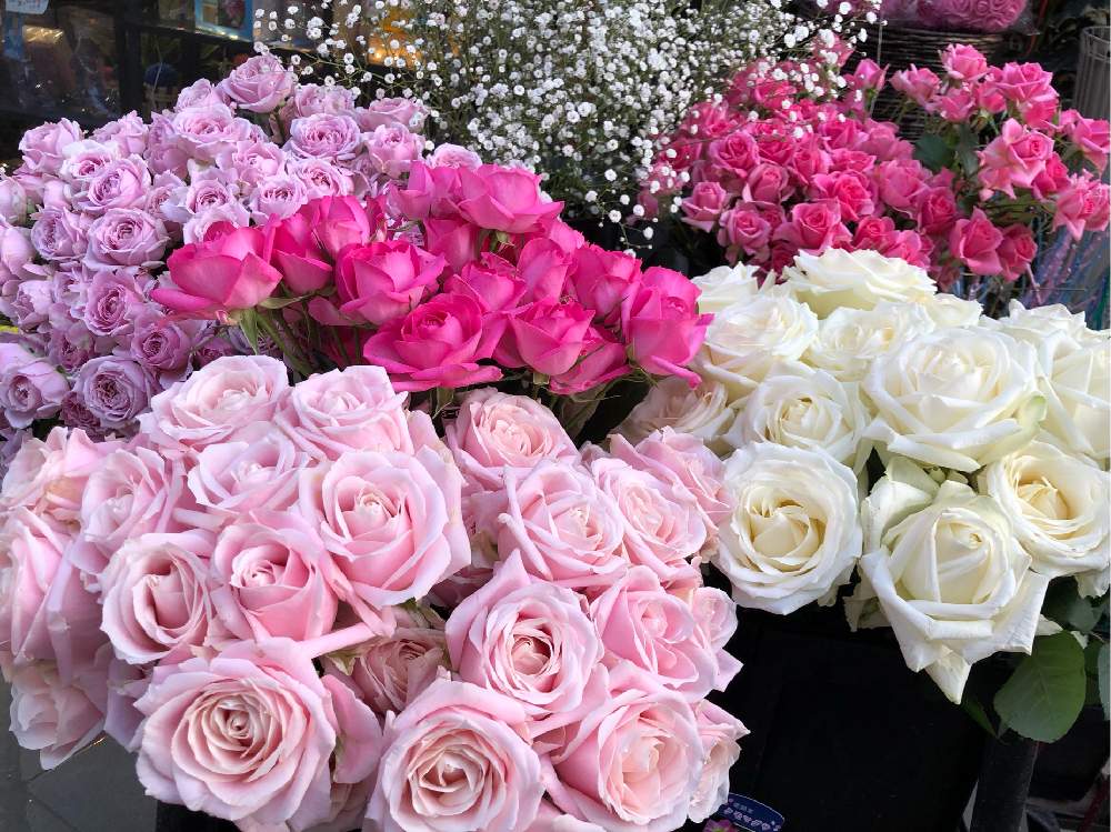 お出かけ先の画像 by 4匹の猫ママさん | お出かけ先と皆様に感謝します^_^と素敵な薔薇^_^と花が可愛い^_^と色合いが可愛いと仙台市青葉区界隈と皆様いつも有り難う^_^と帰宅途中の出会い^_^