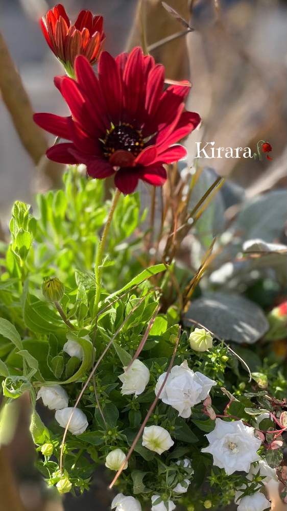 小さな庭の画像 by キララさん | 小さな庭と医療・介護の皆様に感謝とカレックス!と寄せ植えとオステオスペルマム。とお花に癒されてと素敵な色と好きな色❤とカンパニュラ❤ホワイトライクミーと花のある暮らしと白い花とワイン色と花姿が魅力的とお花に囲まれてとブリキ缶寄せ植え