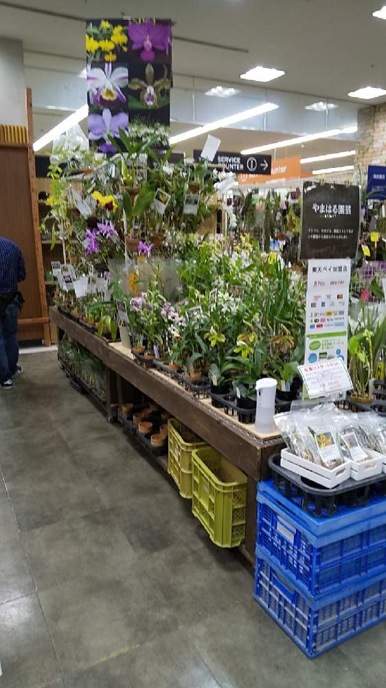 お出かけ先の画像 by やまはる園芸さん | お出かけ先と洋蘭とやまはる園芸とオザキフラワーパークとバルボフィラムとCoel.とファレノプシス属とセロジネとcattleyaと植中毒とチームタケノコと洋蘭広め隊と着生蘭と洋ランと単茎種とDen.とシンビジュウムとマキシラリア属とデンドロビウム属とCoelogyneとDendrobium