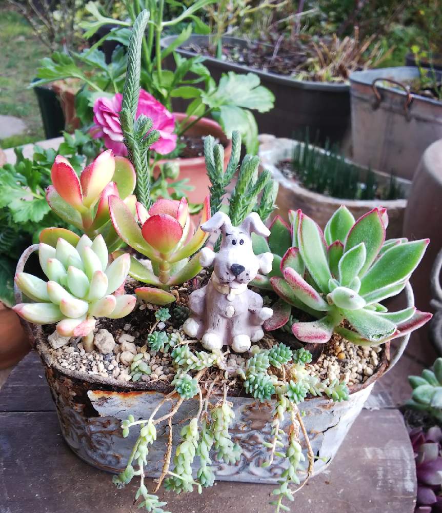 小さな庭の画像 by クッキーさん | 小さな庭と多肉の寄せ植え初心者と花のある暮らしとナチュラルガーデンに憧れと小さなお庭と可愛いね♡