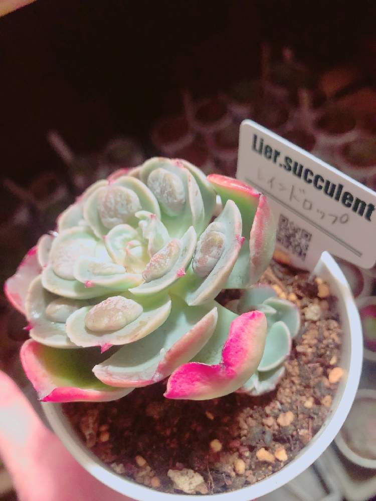 の画像 by ぬーさん | 多肉植物とメモと#自己満日記と多肉小屋と自然にお任せと大いに自己満とおうち園芸と初心者日記とタニ友募集と多肉友達募集中と雑談と多肉生活と大いに自己満と記録用