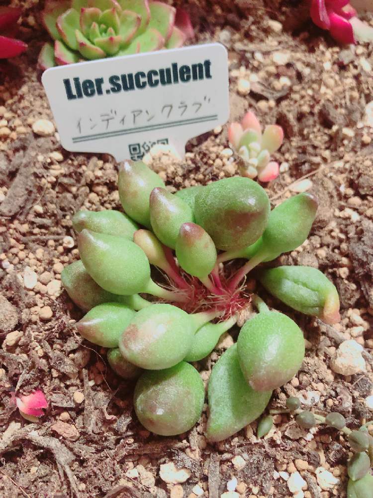 の画像 by ぬーさん | 多肉植物とGSでお買い物とメモと#自己満日記と多肉小屋と自然にお任せと大いに自己満とおうち園芸と初心者日記とタニ友募集と多肉友達募集中と韓国苗と雑談と多肉生活と大いに自己満と記録用