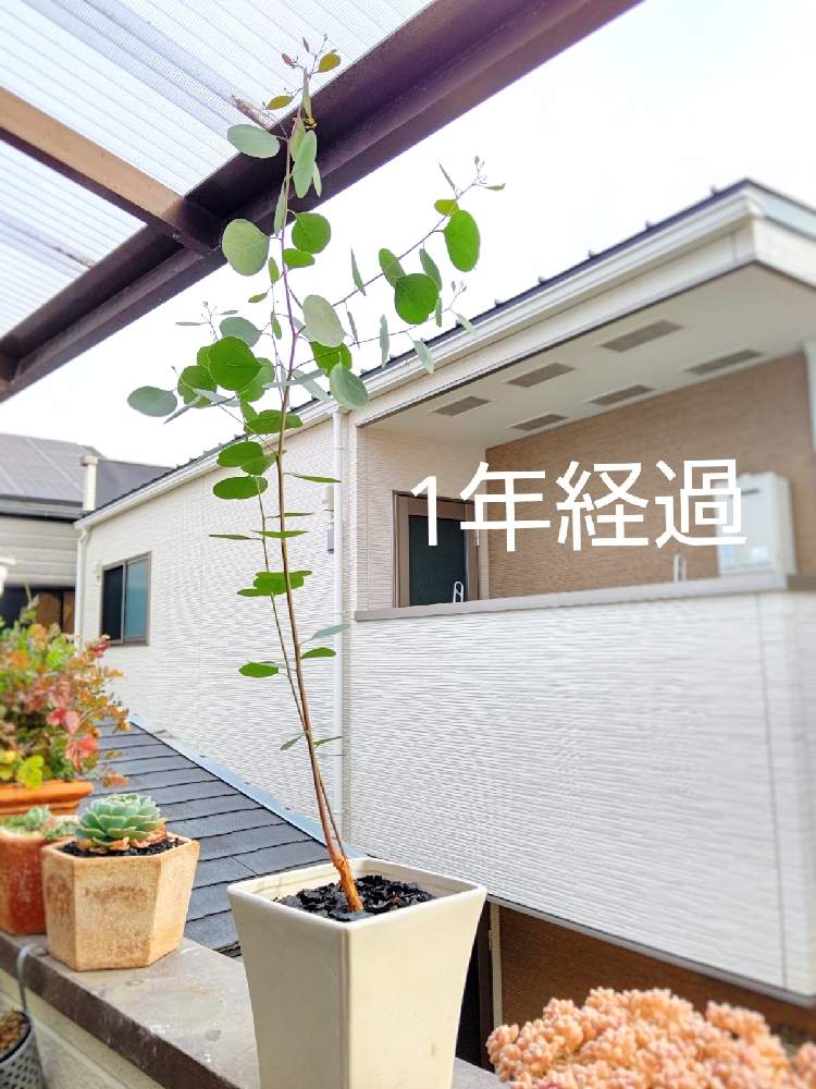 の画像 by TAYA's lab.さん | ユーカリ ポポラスと✨たやポポラス✨と良い香り♡と常緑樹とユーカリの鉢植えとハーブとハーブのある暮らしと切り花用苗とオージープランツと良い香りのする植物とポポラス鉢植えとドライ材料