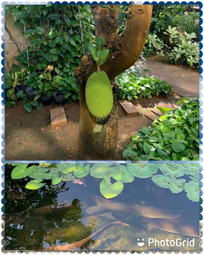 の画像 by スモークツリーさん | 観葉植物とアロワナと花祭り2021とコロナ禍に負けるな2021❗