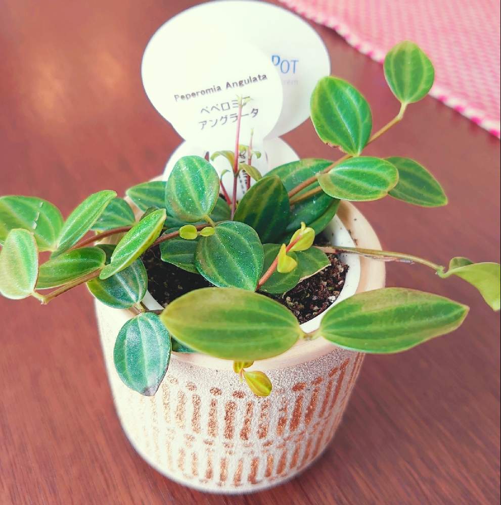部屋の画像 by rinさん | 部屋とペペロミア アングラータと観葉植物と植物のある暮らしと癒やしと植物大好きと植物中毒とペペロミア属と植物女子と新芽
