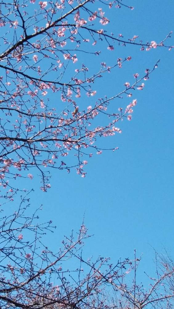 お出かけ先の画像 by カコさん | お出かけ先と河津桜とメジロ.と富士西公園と散歩道と可愛いとGo✿to✿flowerと冬景色と美しき青きドヨウ