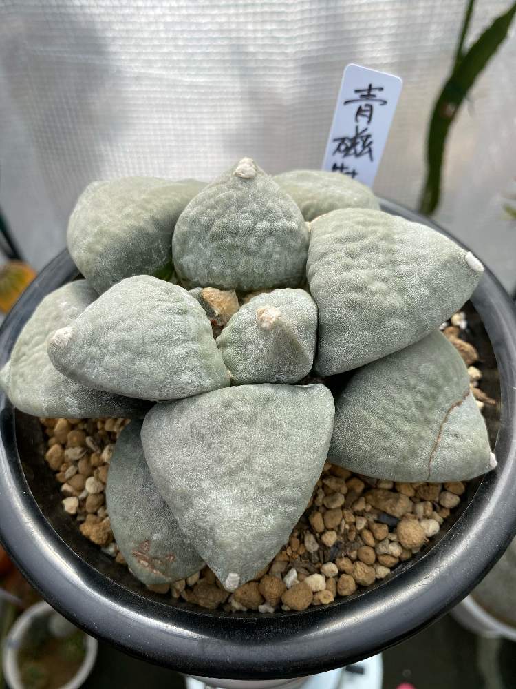 お出かけ先の画像 by トシさん | お出かけ先とアリオカルプス 青磁牡丹とお部屋にと多肉植物とスマホ撮影と家庭とベランダと熱帯花木とおうち園芸とビニール温室とサボテン生産者と サボテンとガーデニング初心者